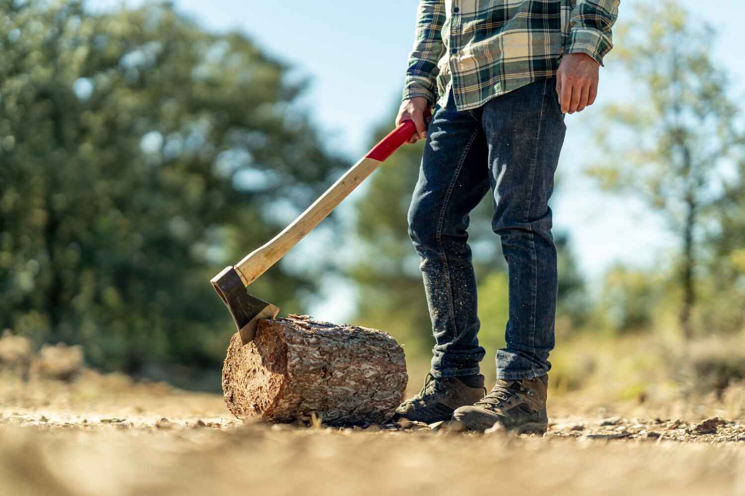 The Steps Involved in Our Tree Care Process in Lucas, TX